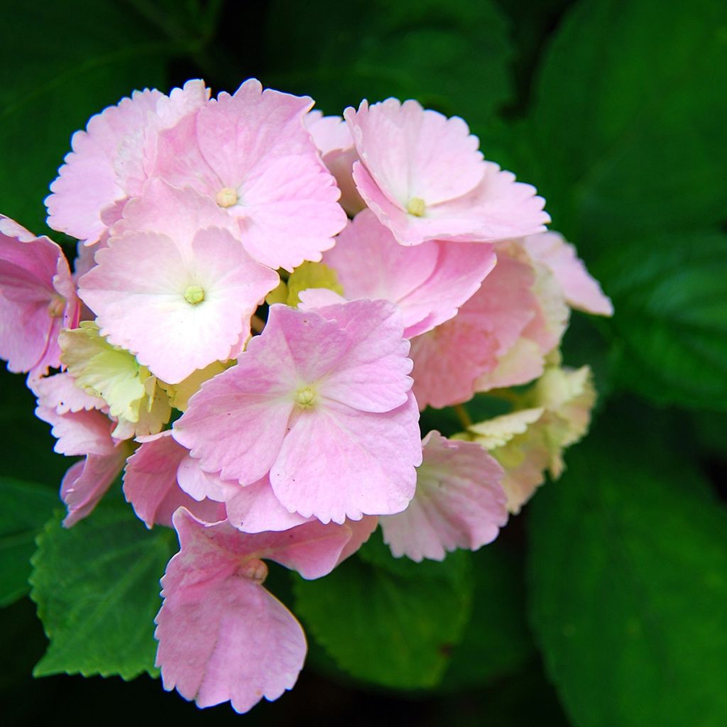 Hydrangea macrophylla Everbloom Pink Wonder- Mophead Hydrangea
