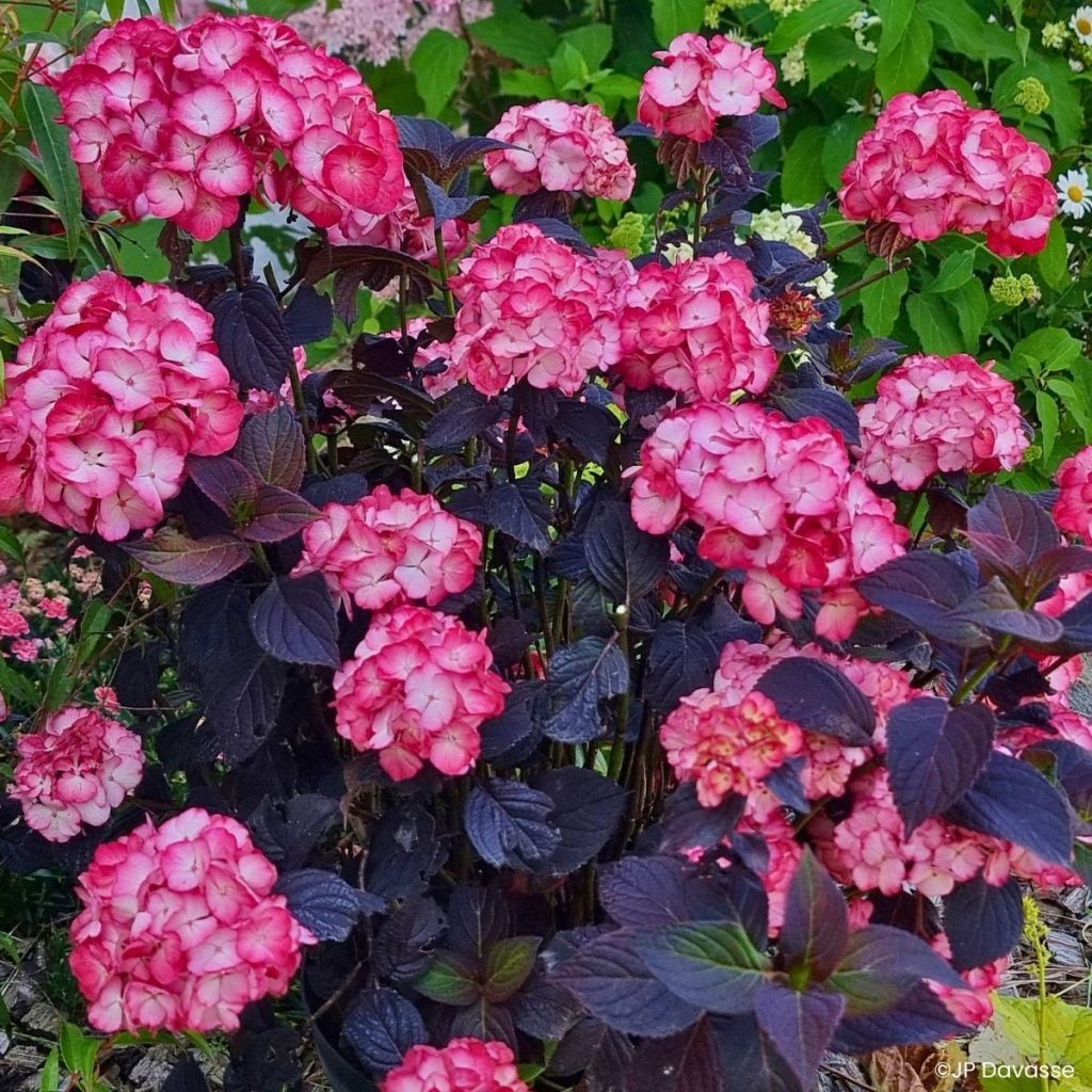 Hydrangea macrophylla x serrata BLACK VELVET®