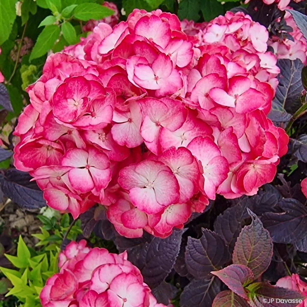 Hydrangea macrophylla x serrata BLACK VELVET®