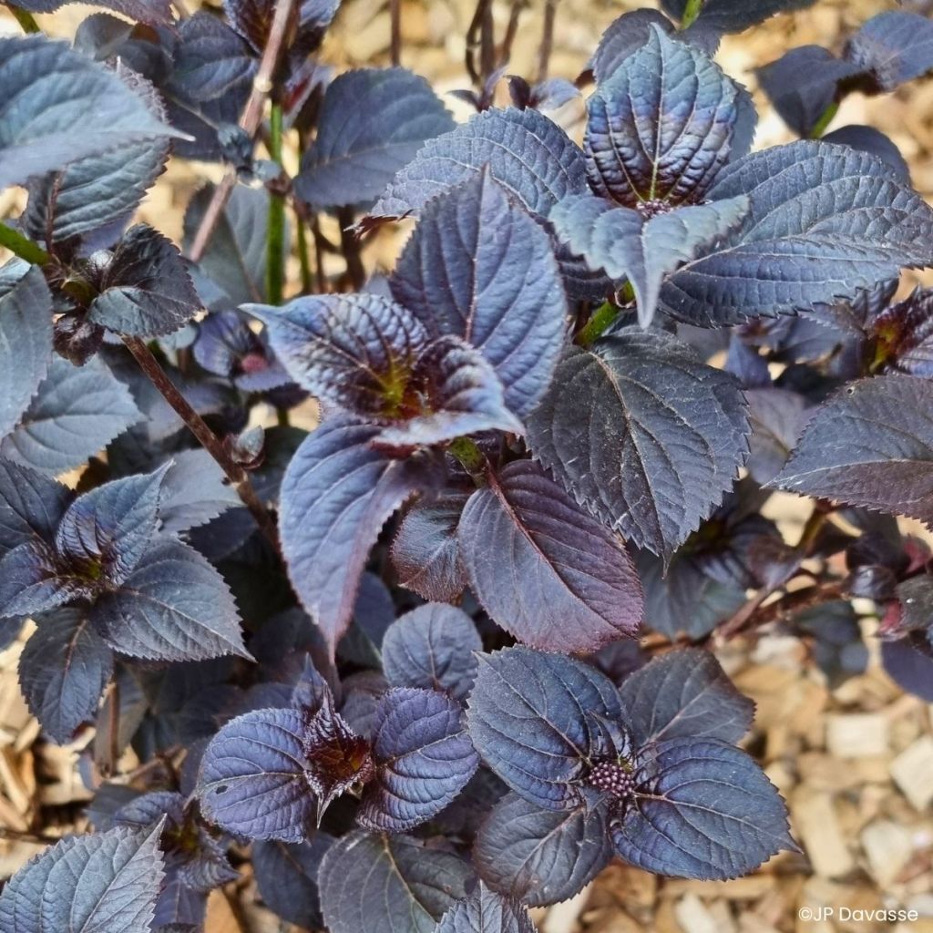 Hydrangea macrophylla x serrata BLACK VELVET®