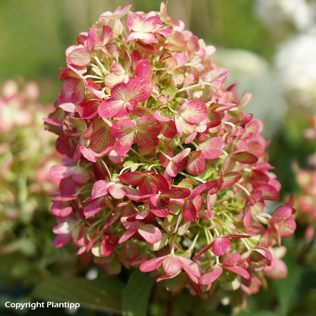 Hydrangea paniculata Graffiti