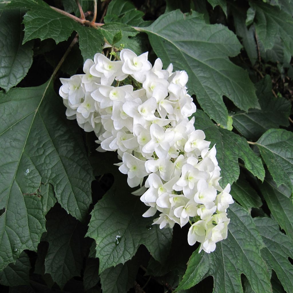 Hydrangea quercifolia Bultinks Giant Flowers