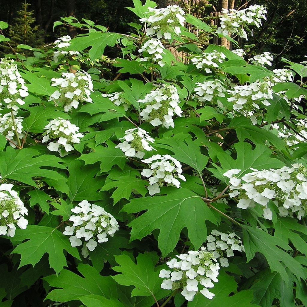 Hydrangea quercifolia Bultinks Giant Flowers