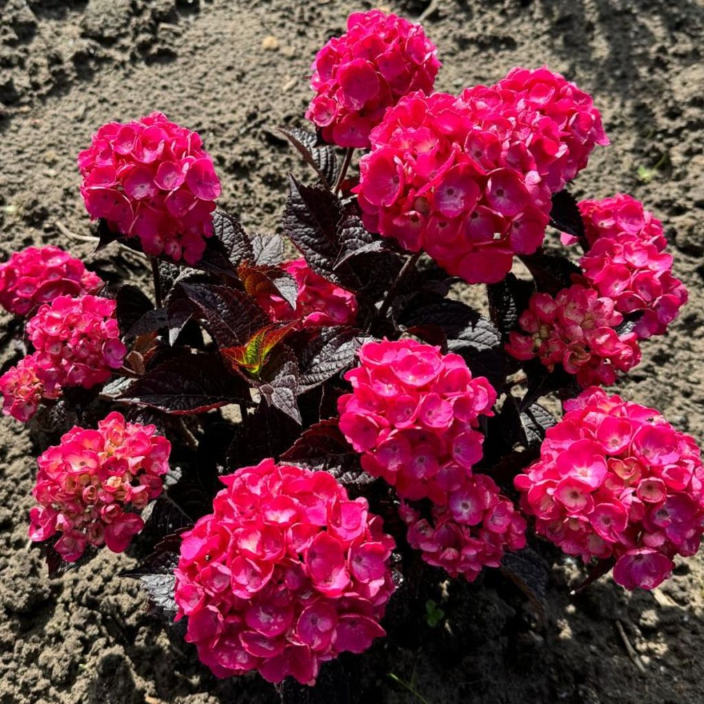 Hydrangea serrata Choco Strawberry