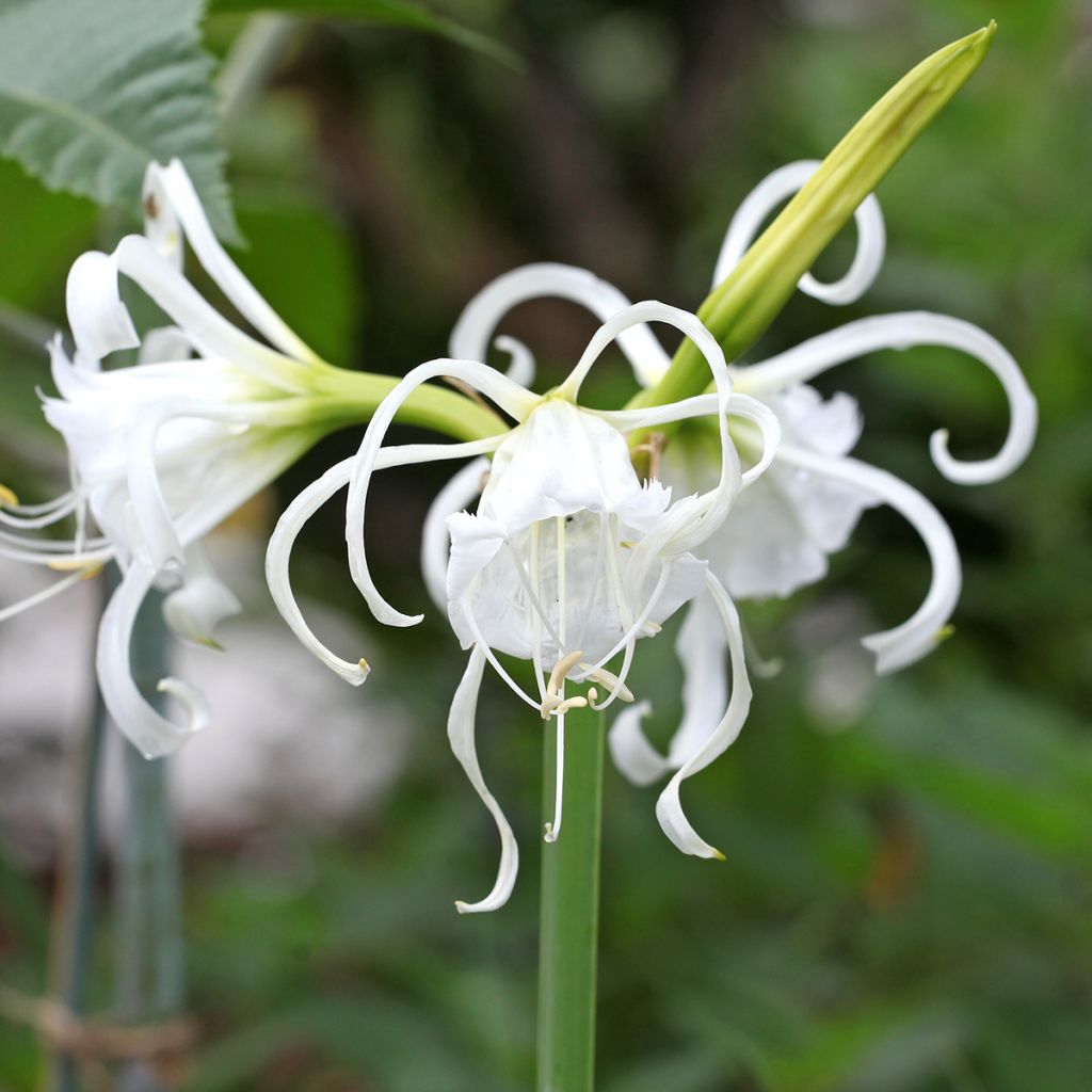 Hymenocallis x festalis Zwanenburg - Spider Lily