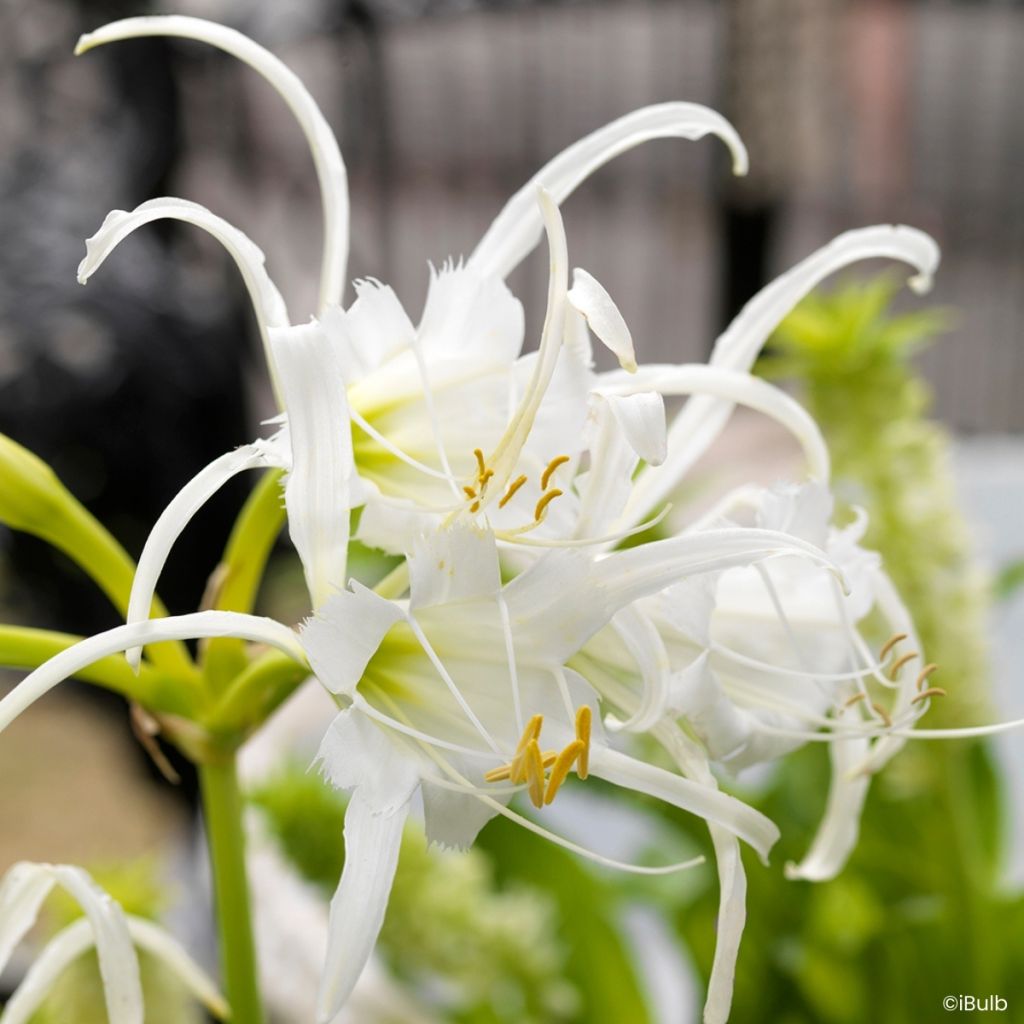 Hymenocallis x festalis Zwanenburg - Spider Lily