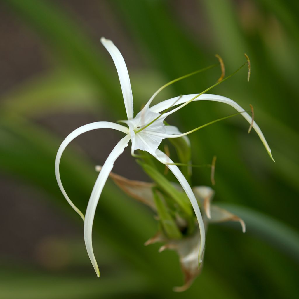 Hymenocallis harrisiana - Spider Lily