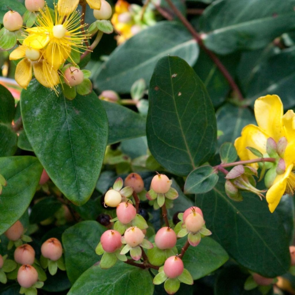Hypericum inodorum Magical Beauty Kolmbeau