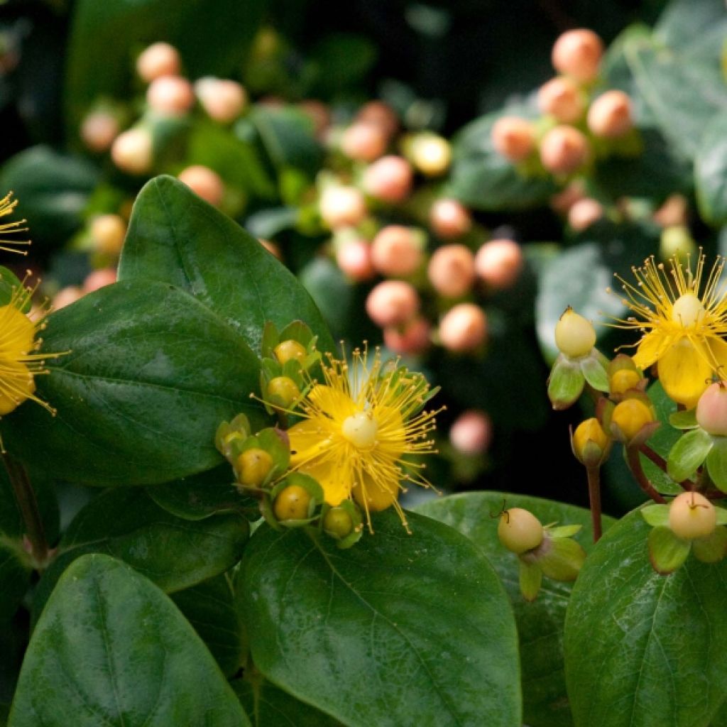 Hypericum inodorum Magical Beauty Kolmbeau