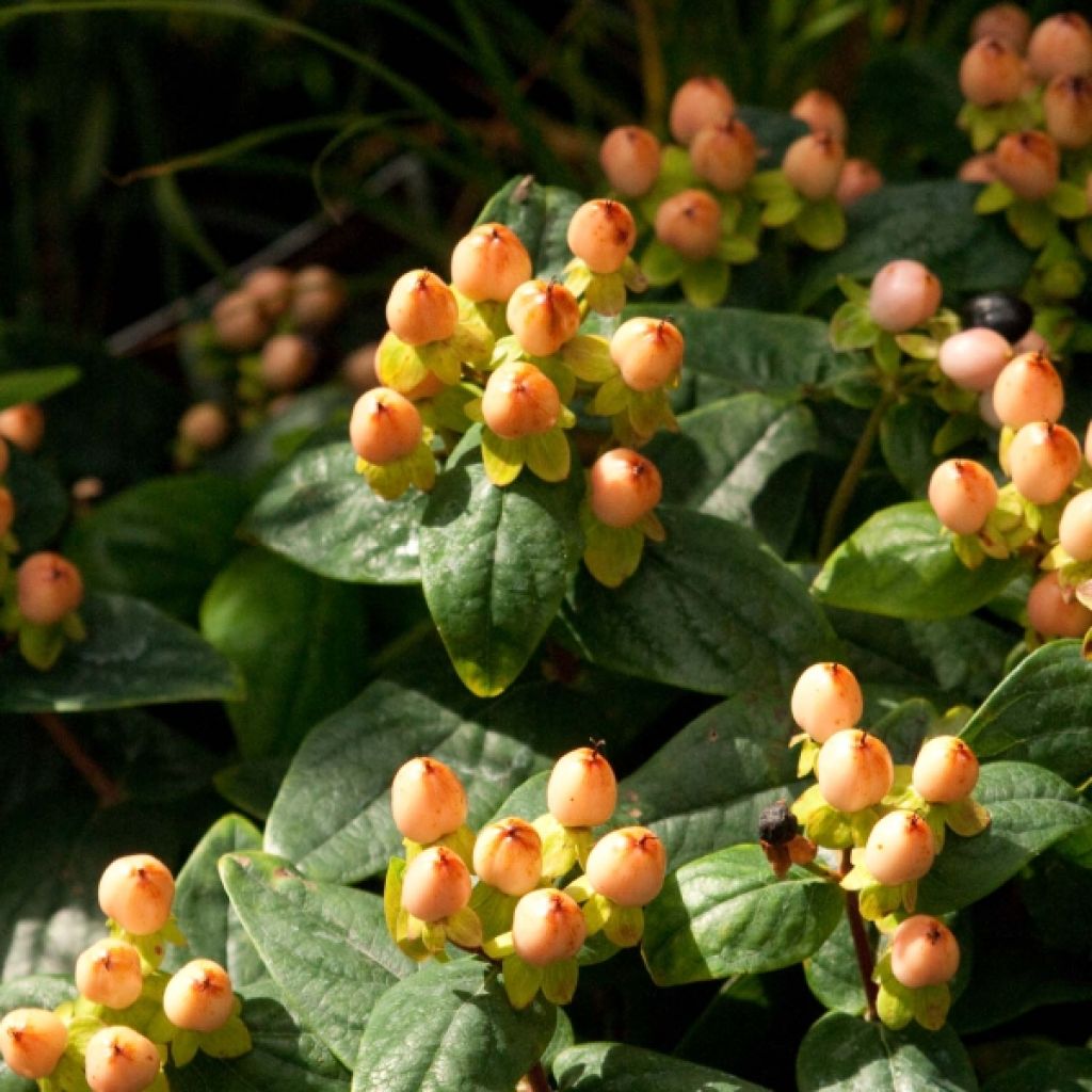 Hypericum inodorum Magical Beauty Kolmbeau