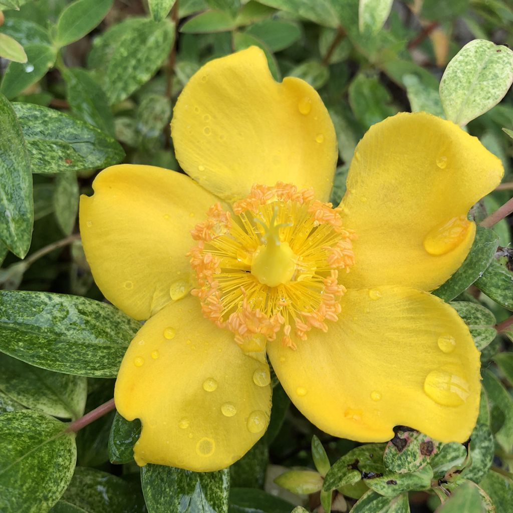 Hypericum inodorum Radiance - St. John's wort