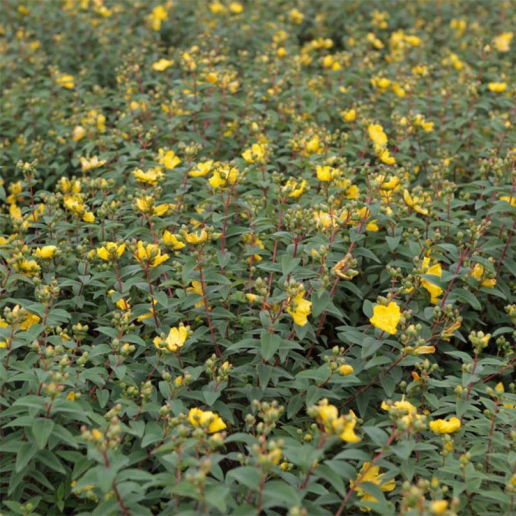 Hypericum Hidcote