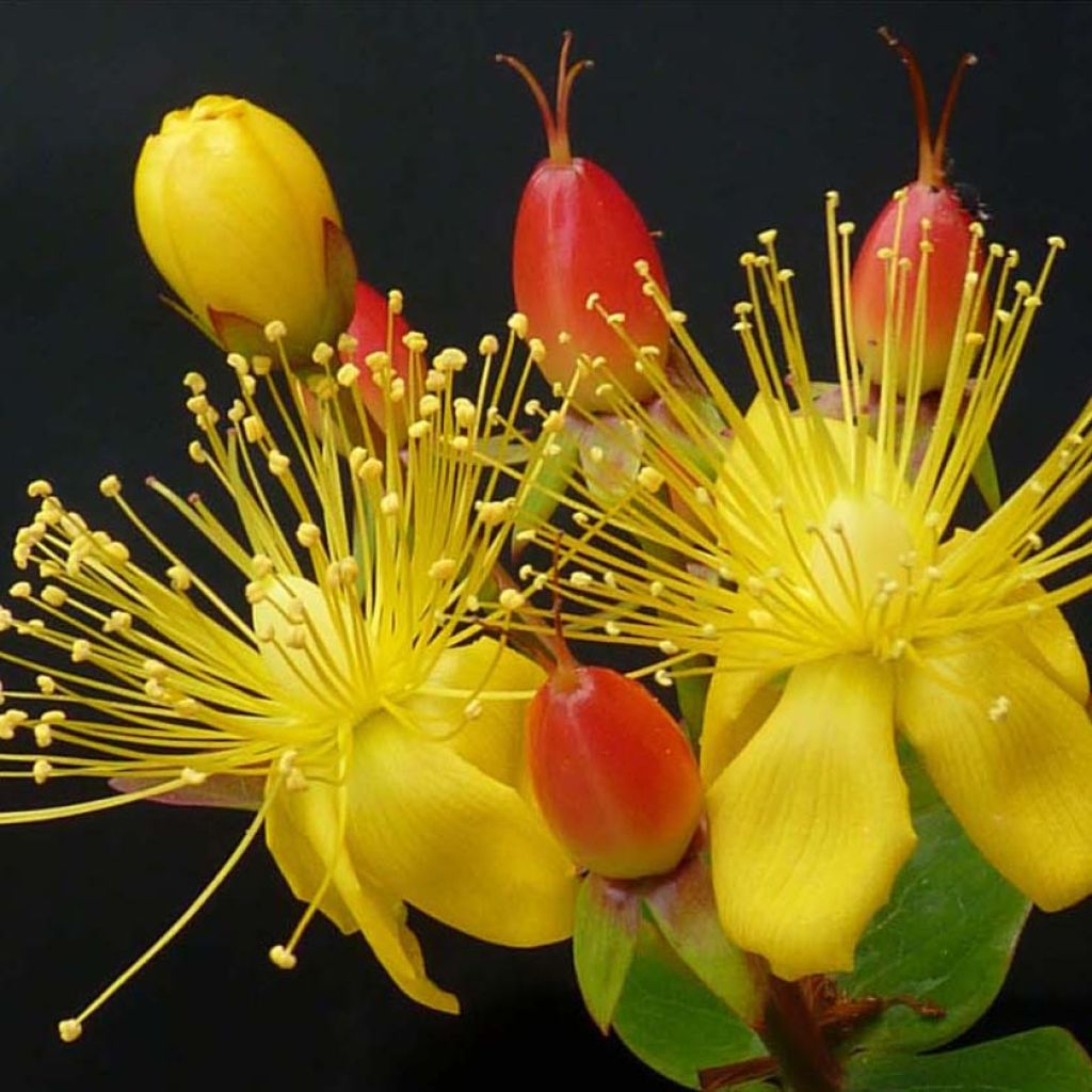 Hypericum inodorum Magical Red Flame KOLMAREF - St. John's wort