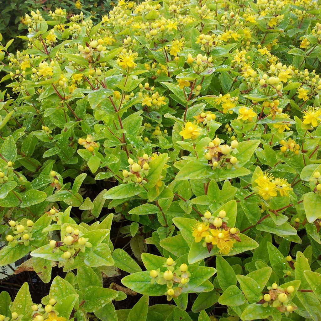 Hypericum inodorum Magical Sunshine Kolmasun - St. John's wort