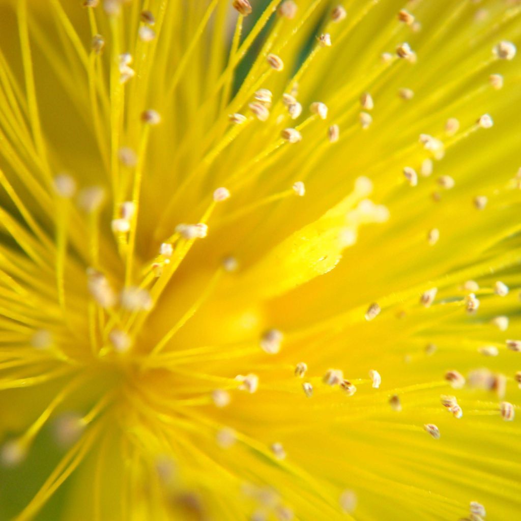 Hypericum calycinum - St. John's wort