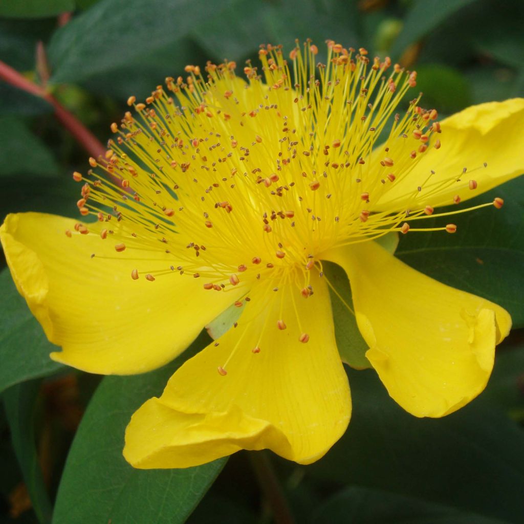 Hypericum calycinum - St. John's wort