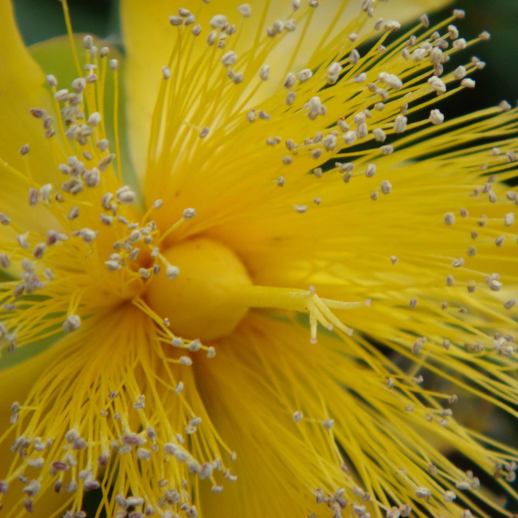Hypericum calycinum - St. John's wort