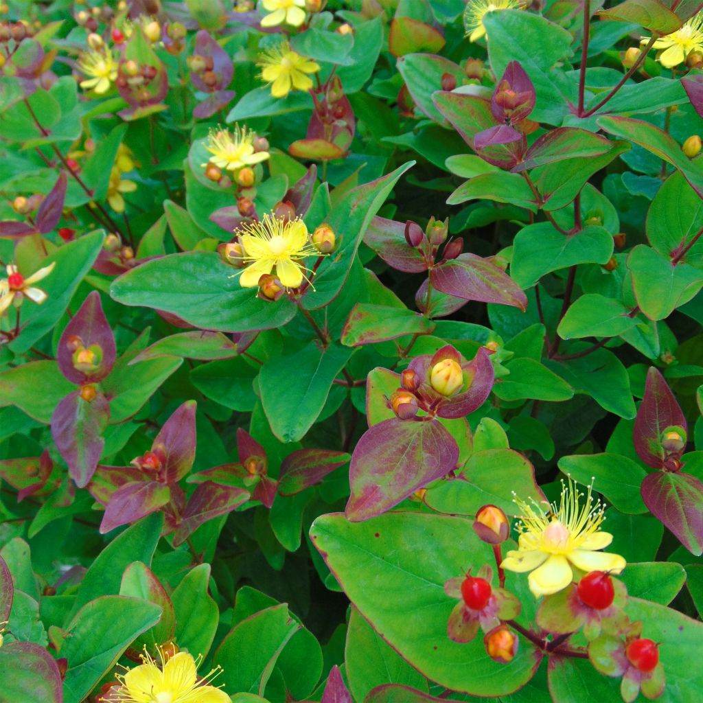 Hypericum inodorum Rheingold - St. John's wort