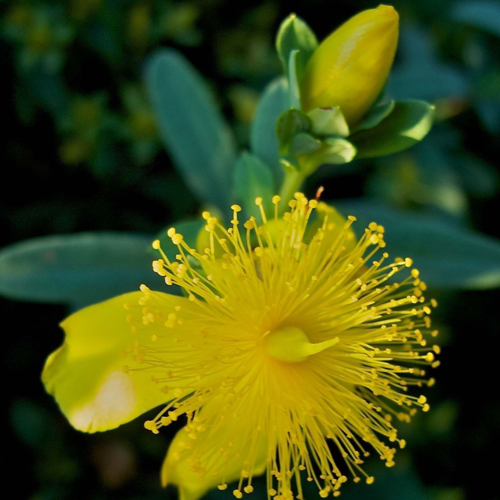 Hypericum kalmianum Blue Velvet - St. John's wort