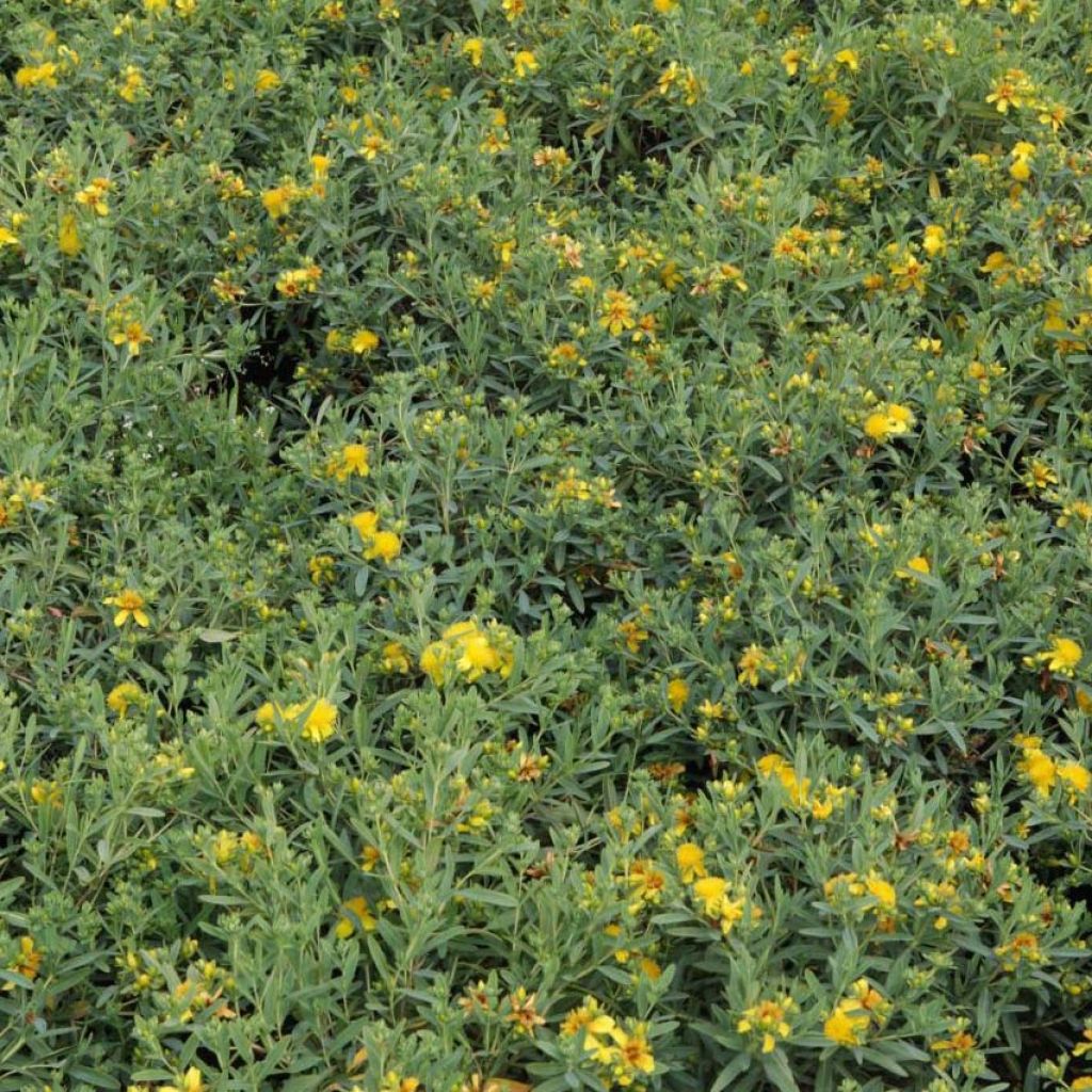 Hypericum kalmianum Blue Velvet - St. John's wort