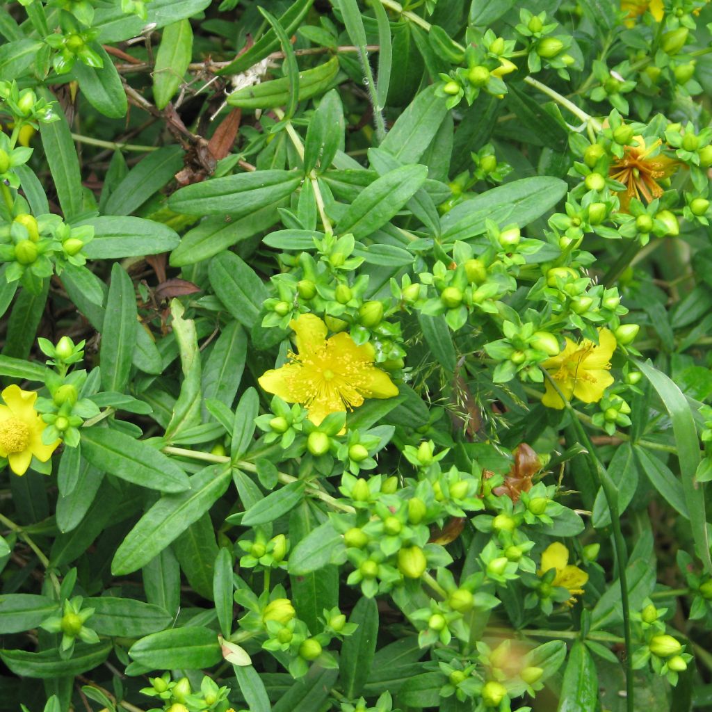 Hypericum kalmianum Gemo - St. John's wort