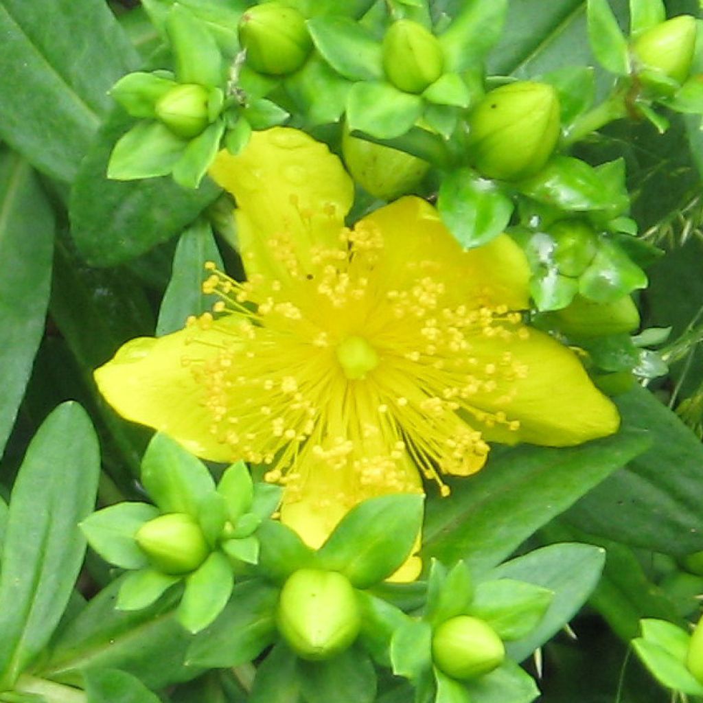 Hypericum kalmianum Gemo - St. John's wort