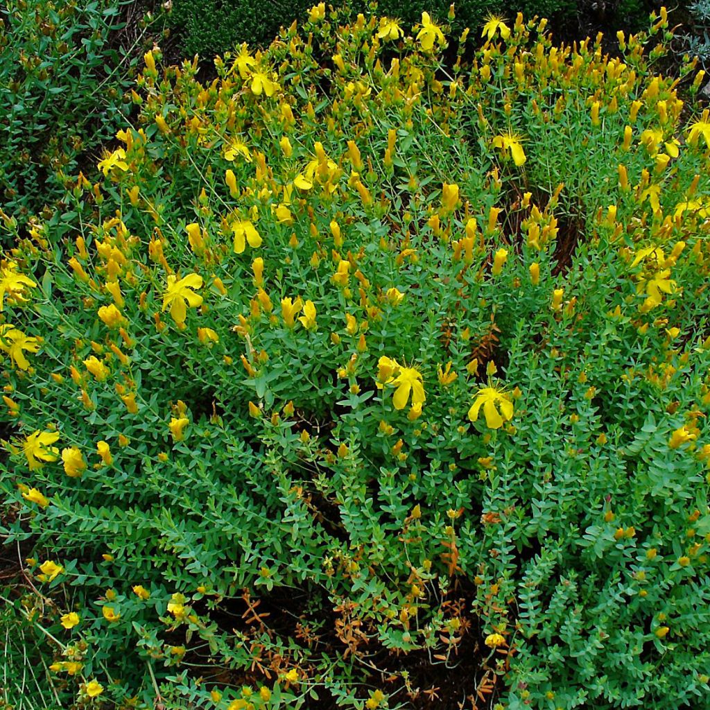 Hypericum olympicum - St. John's wort