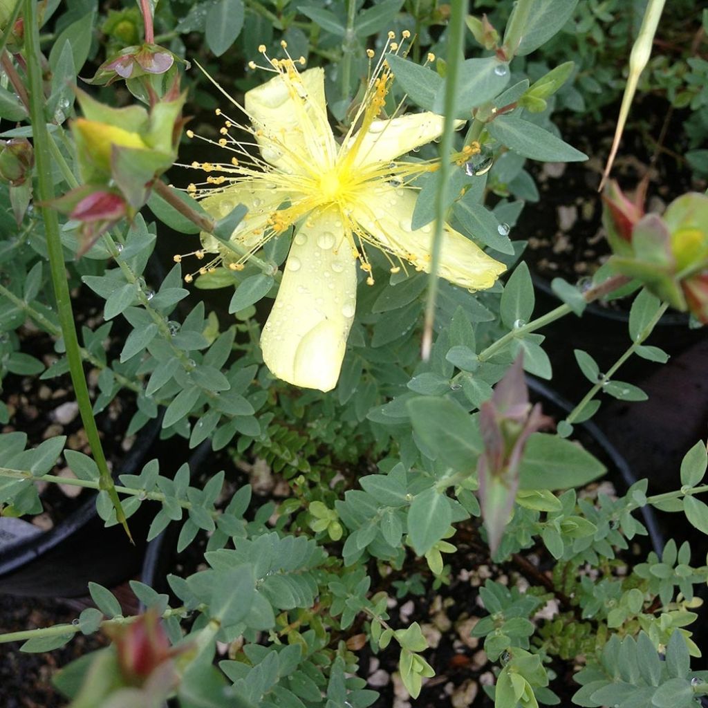 Hypericum olympicum Citrinum - St. John's wort