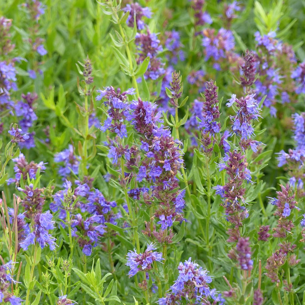 Hyssop seeds - Hyssopus officinalis