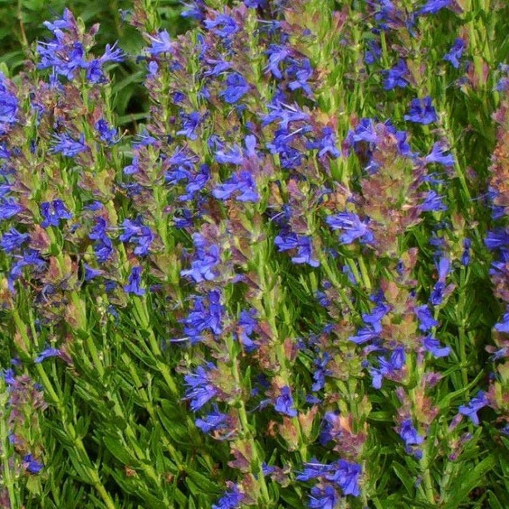 Hyssopus officinalis subsp. aristatus