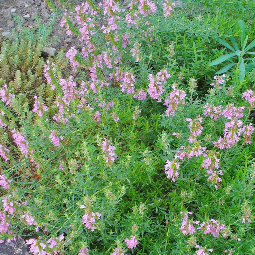 Hyssopus officinalis Roseus