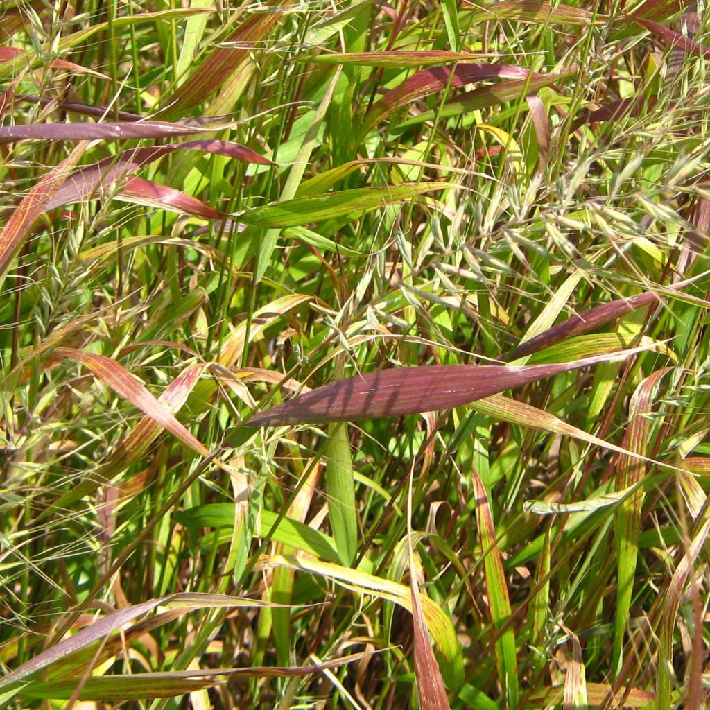 Hystrix patula