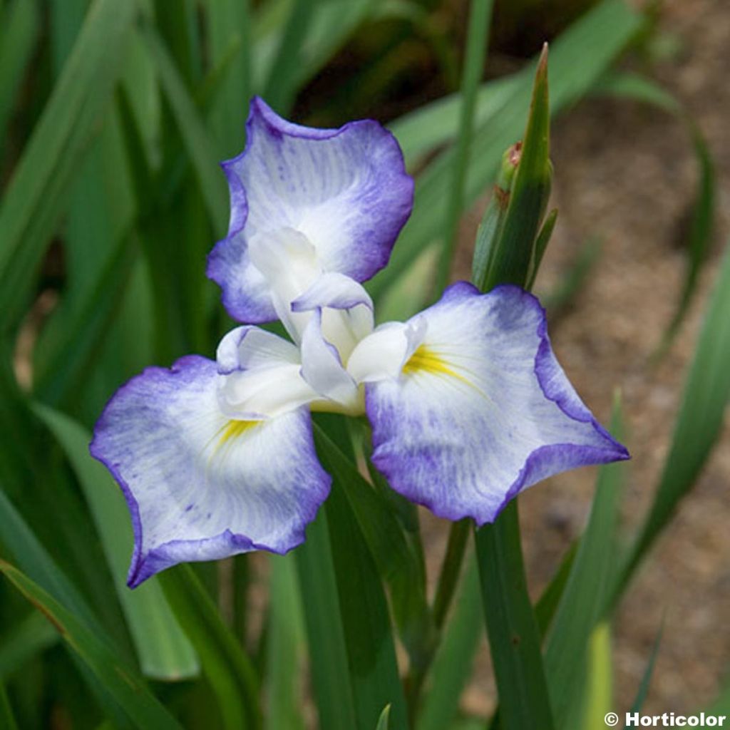 Iris ensata Gracieuse - Japanese Water Iris