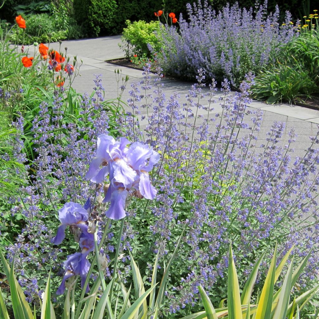 Iris pallida Variegata