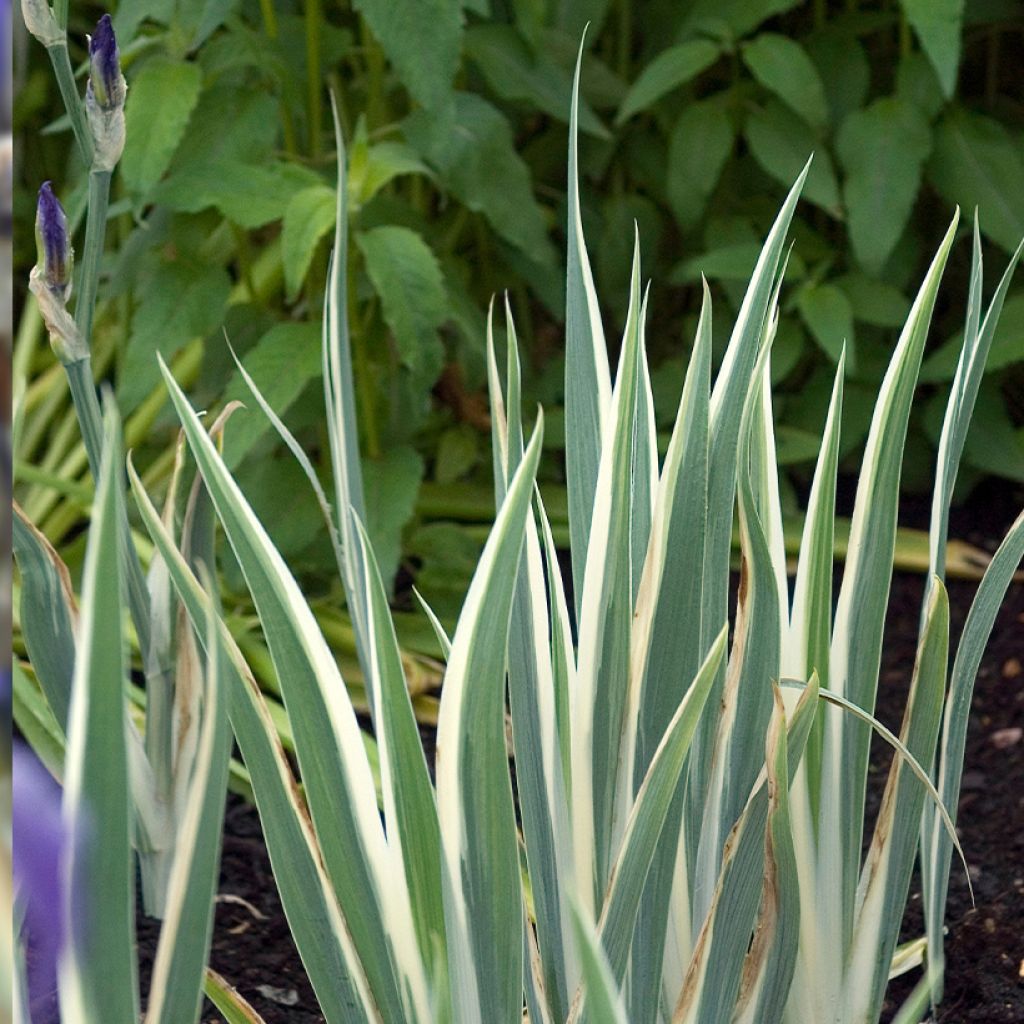 Iris pallida Variegata