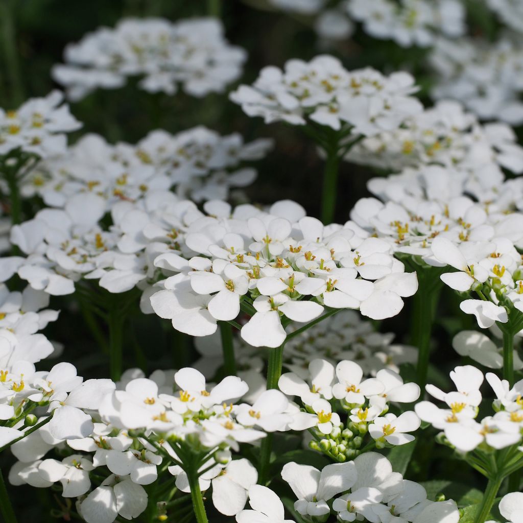 Iberis sempervirens Masterpiece