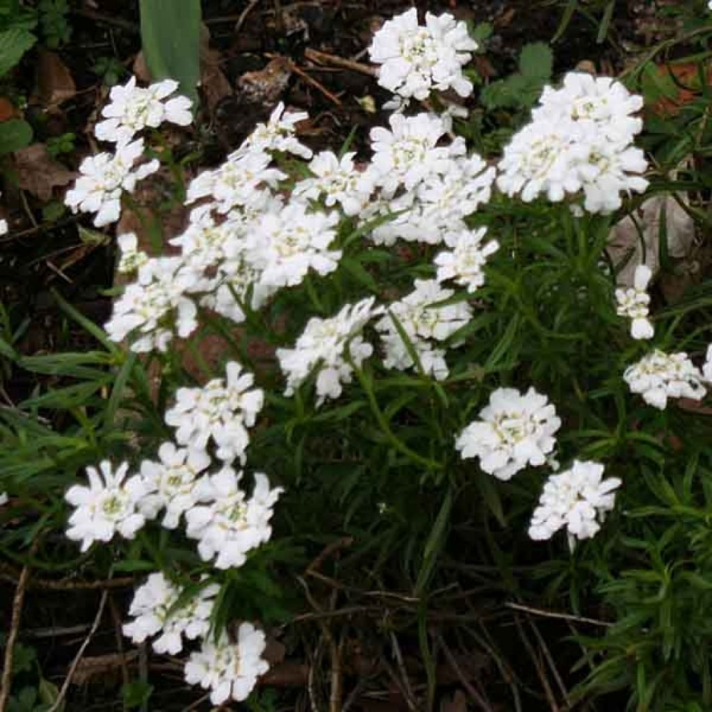 Iberis sempervirens Snowflake - Candytuft, Evergreen Candytuft