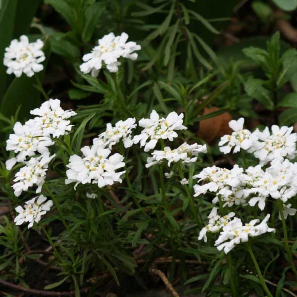 Iberis sempervirens Snowflake - Candytuft, Evergreen Candytuft