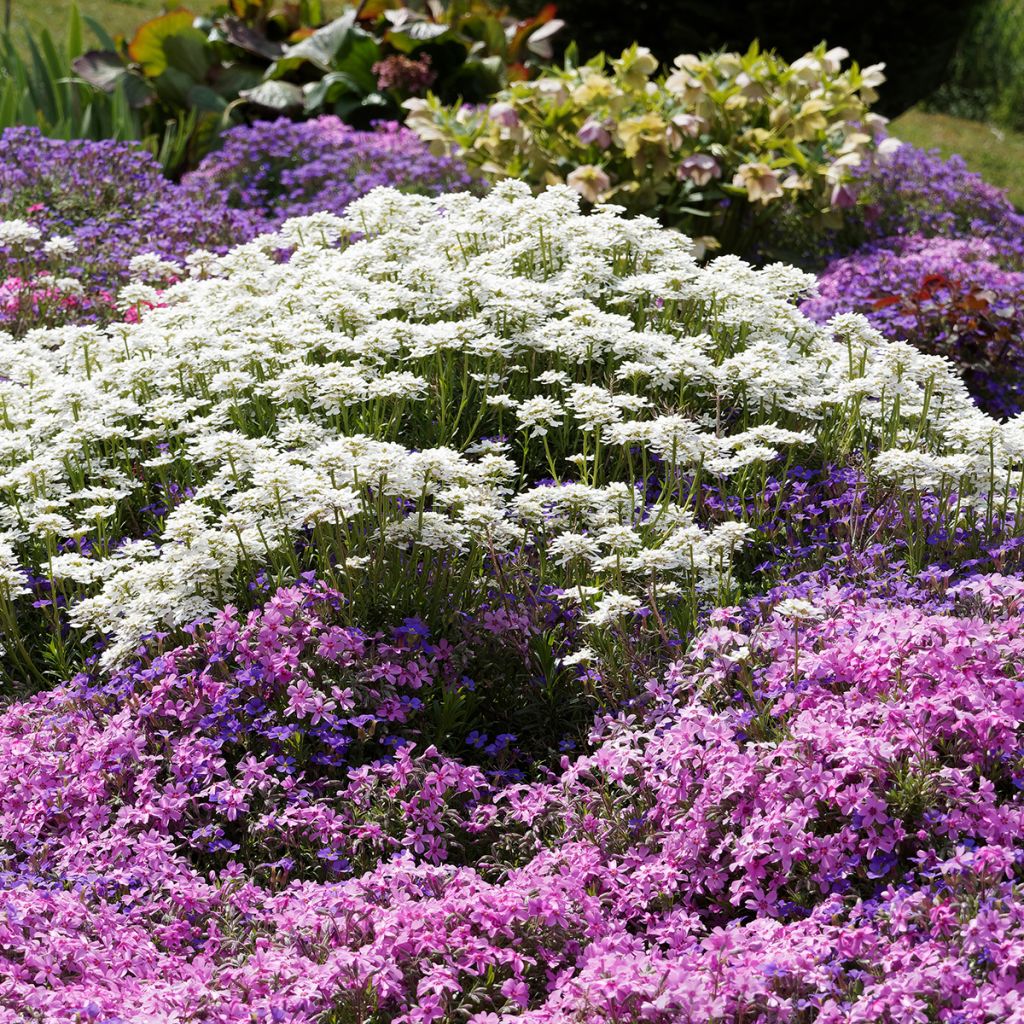 Iberis sempervirens Snowflake - Candytuft, Evergreen Candytuft