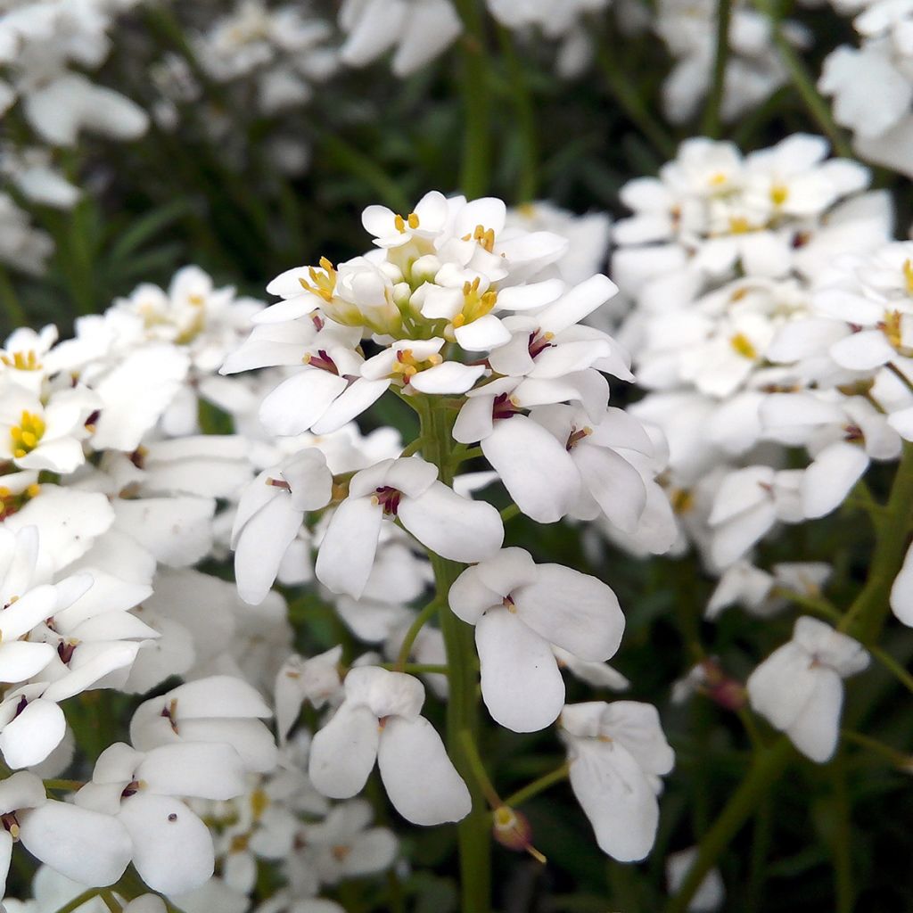 Iberis sempervirens Snowflake - Candytuft, Evergreen Candytuft