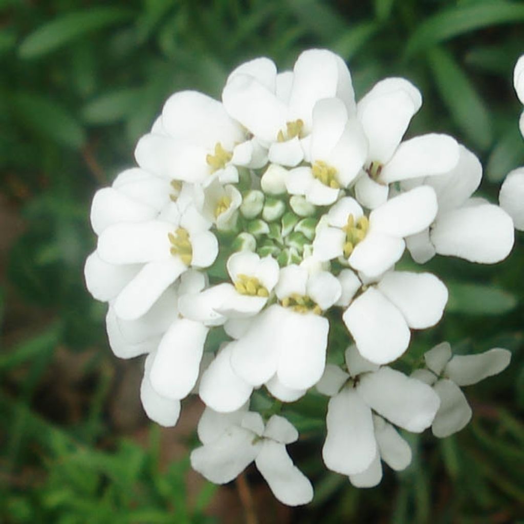Iberis sempervirens Snowflake - Candytuft, Evergreen Candytuft