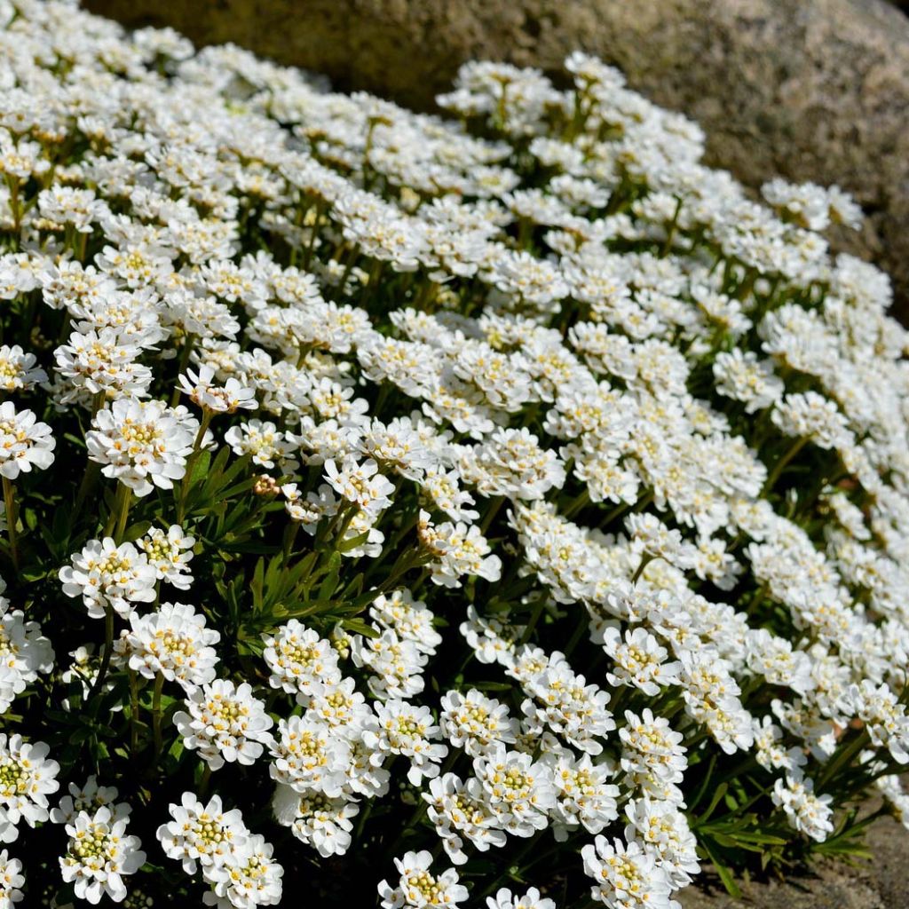 Iberis sempervirens