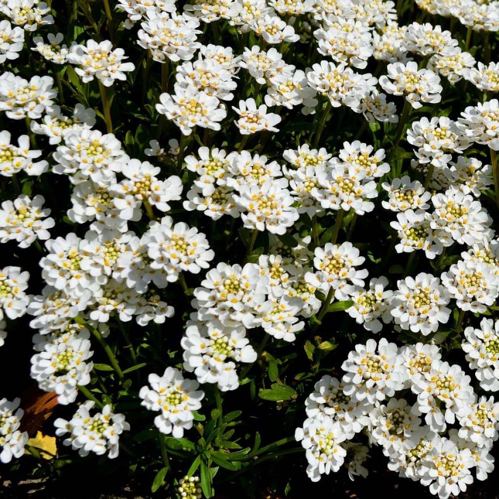 Iberis sempervirens