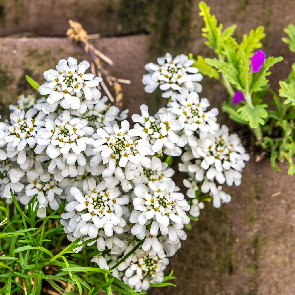Iberis sempervirens