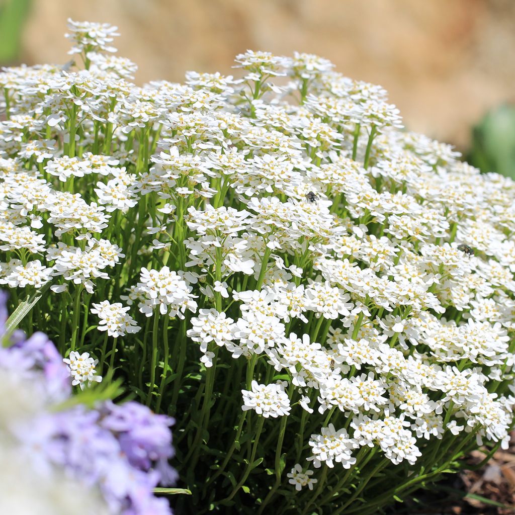 Iberis sempervirens