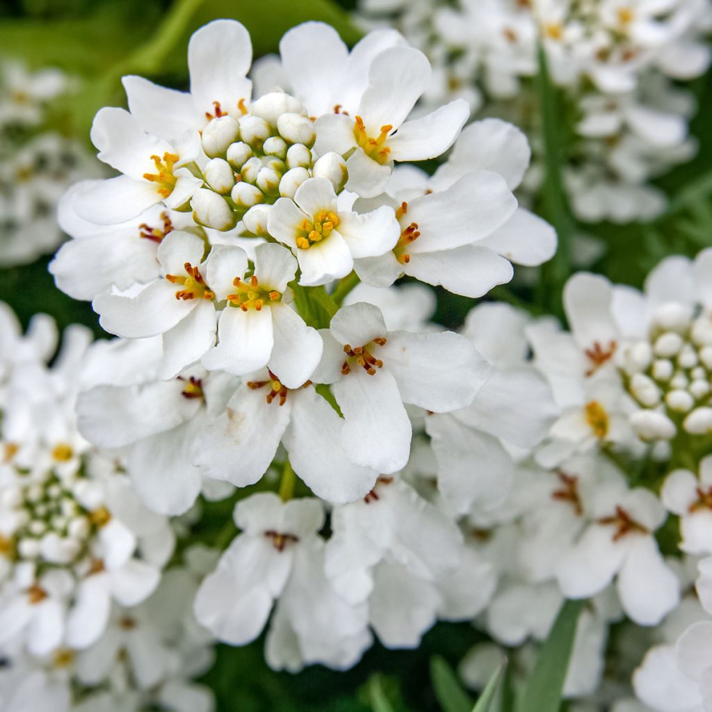 Iberis sempervirens