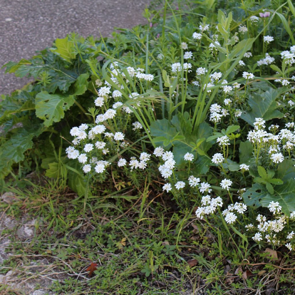 Iberis sempervirens