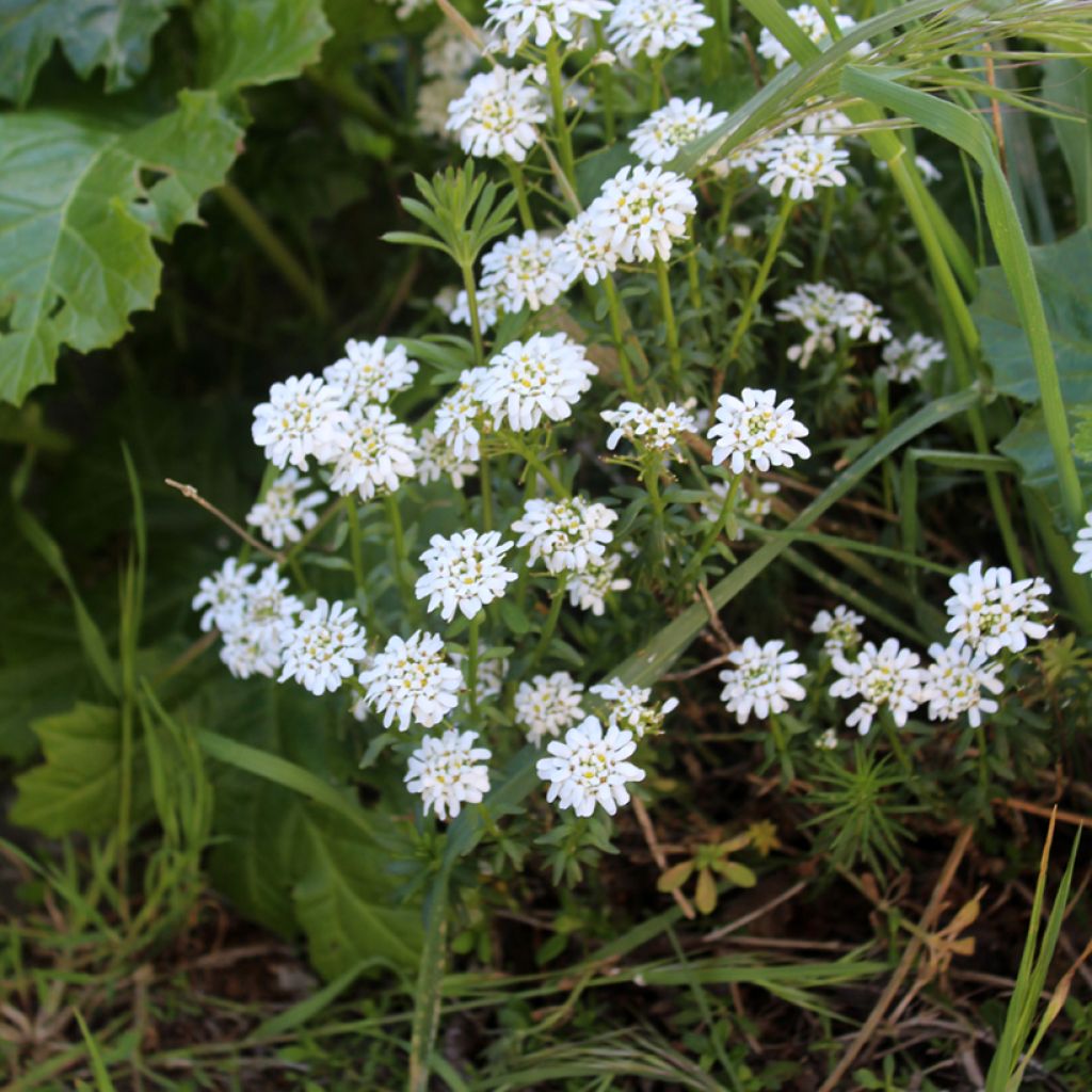 Iberis sempervirens