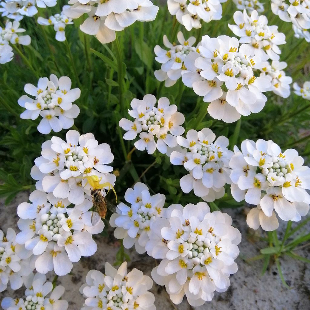 Iberis sempervirens Masterpiece