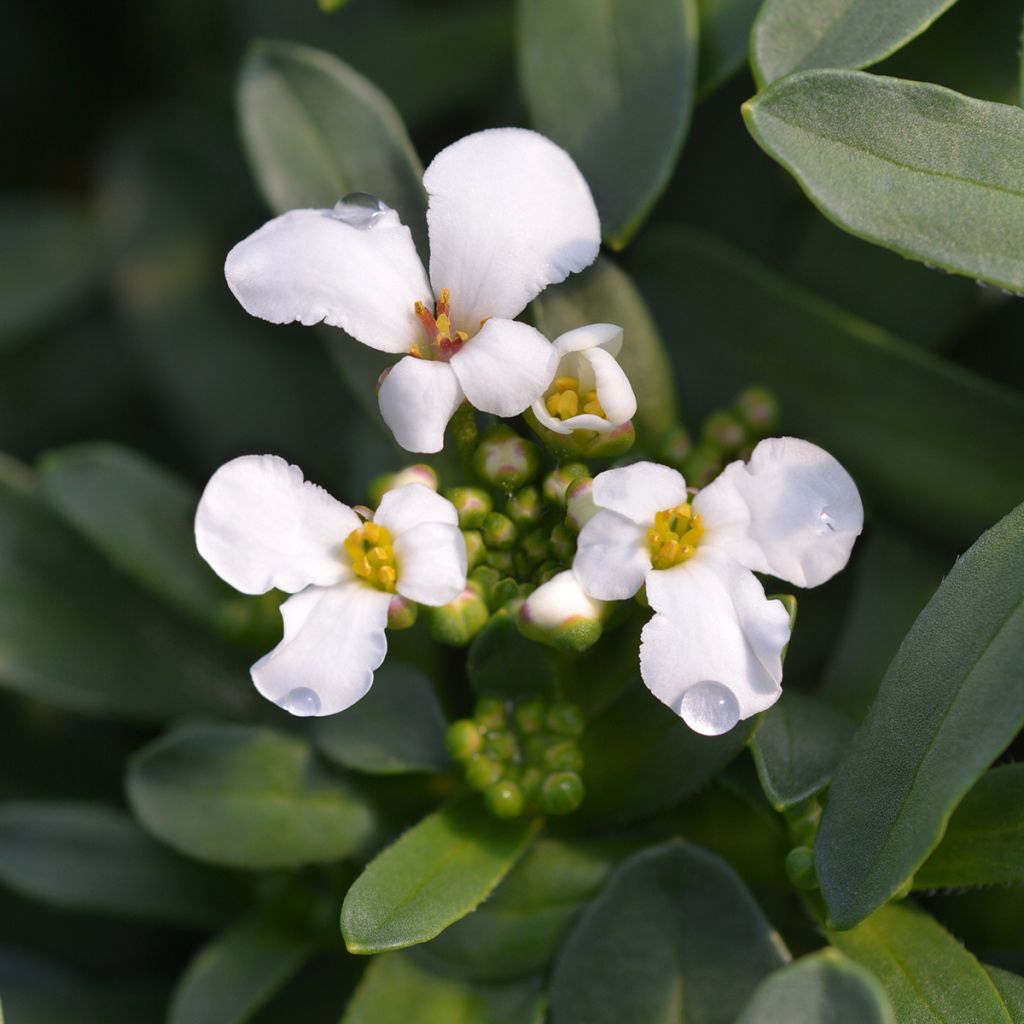 Iberis sempervirens Masterpiece